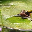 grenouille bassin de jardin